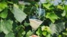 FRANCIACORTA